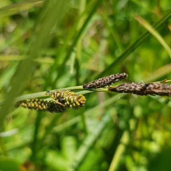 Carex nigra Flower