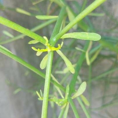 Euphorbia tirucalli Lehti