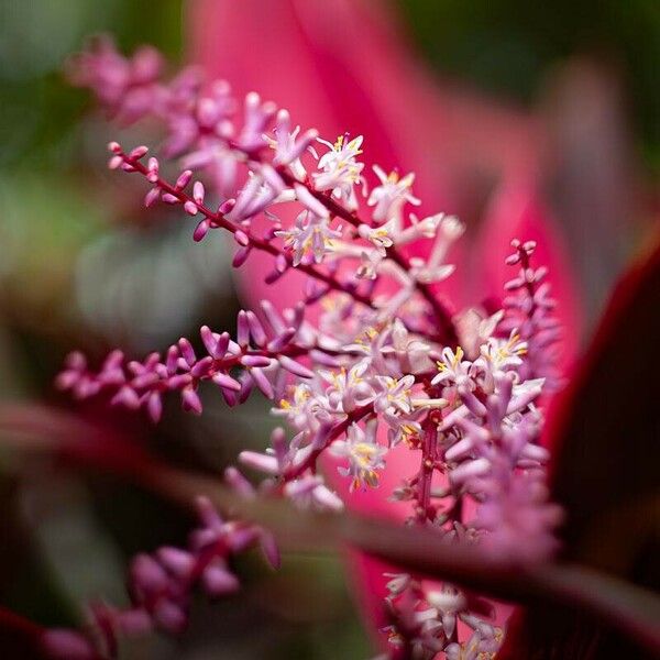 Cordyline fruticosa Blomst