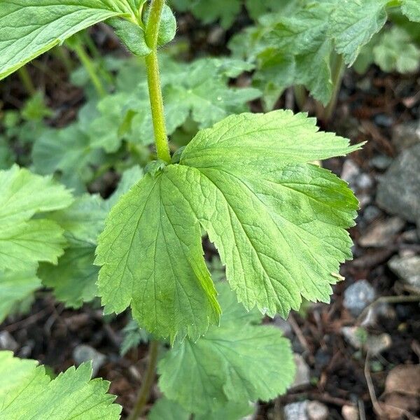 Geum macrophyllum Blad