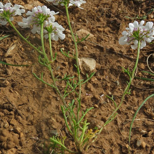 Iberis pinnata Ліст