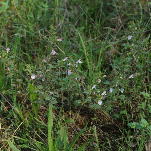 Clinopodium menthifolium Хабит