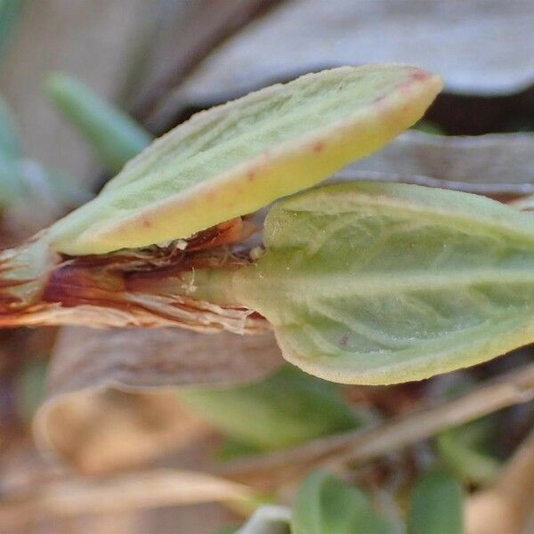 Polygonum maritimum Hábitos