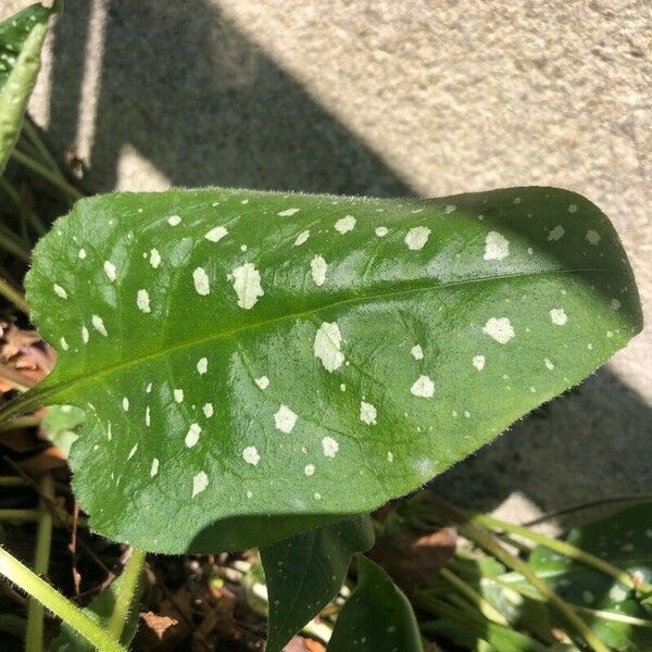 Pulmonaria hirta Folio