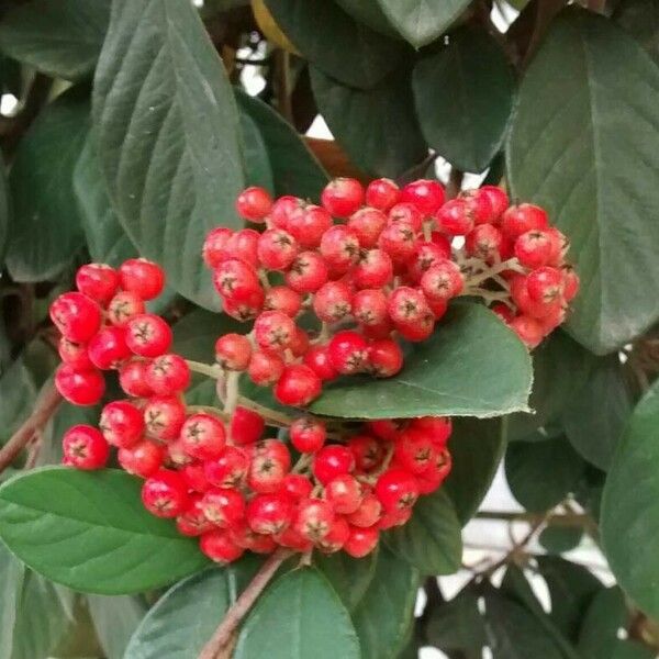 Cotoneaster coriaceus Fruit