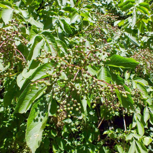 Sambucus nigra Buveinė