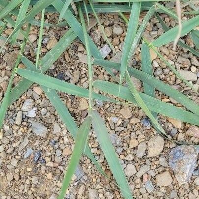 Elytrigia repens Blatt