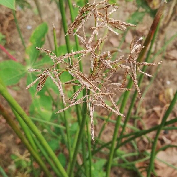 Cyperus articulatus 葉