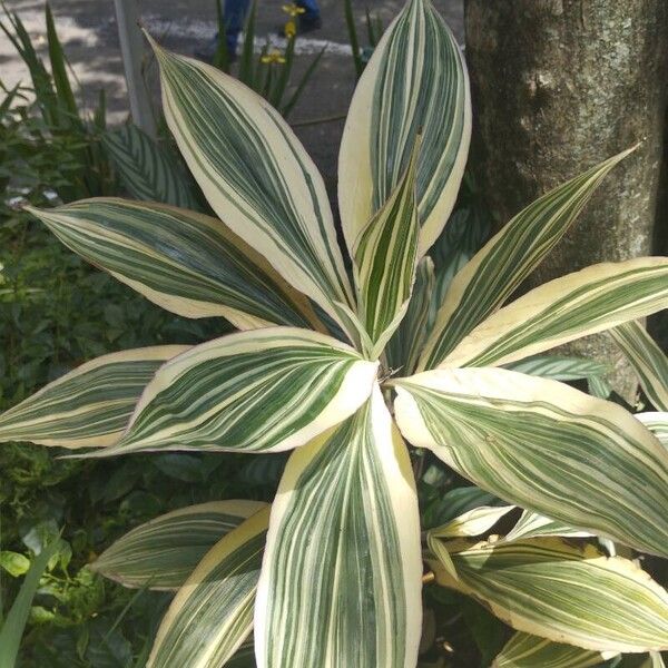 Costus arabicus Leaf