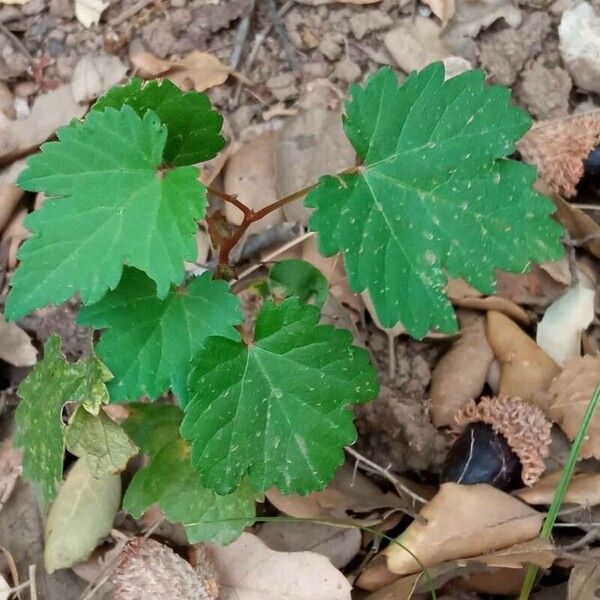 Vitis rotundifolia Φύλλο