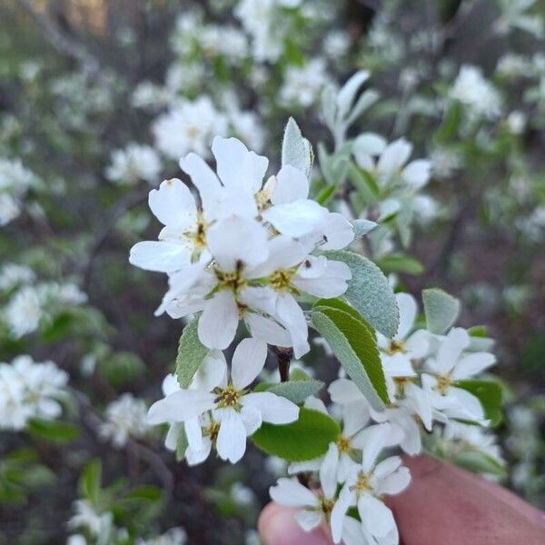 Amelanchier ovalis Kwiat