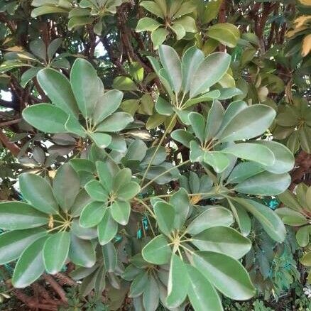 Schefflera arboricola Fulla