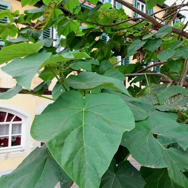 Paulownia tomentosa 叶