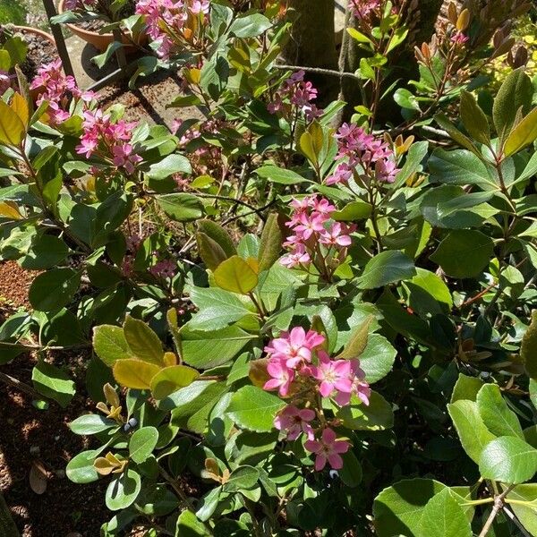 Rhaphiolepis indica Flower