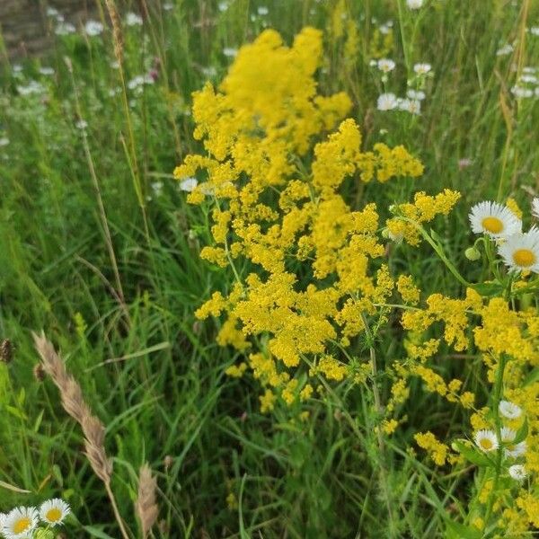 Galium verum Žiedas