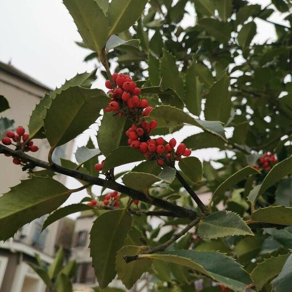 Ilex opaca Fruit