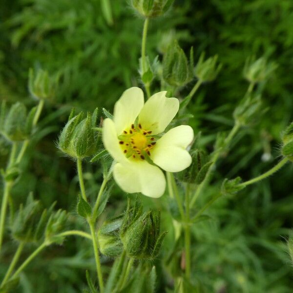 Potentilla recta Çiçek