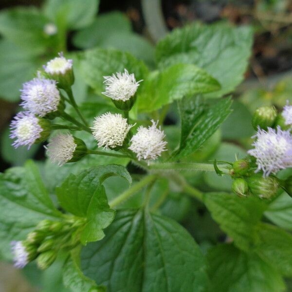 Ageratum conyzoides Fulla