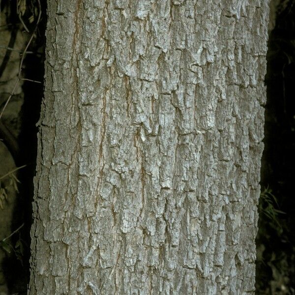 Carya illinoinensis кора