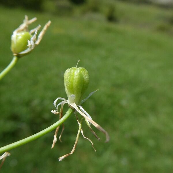 Ornithogalum orthophyllum Plod