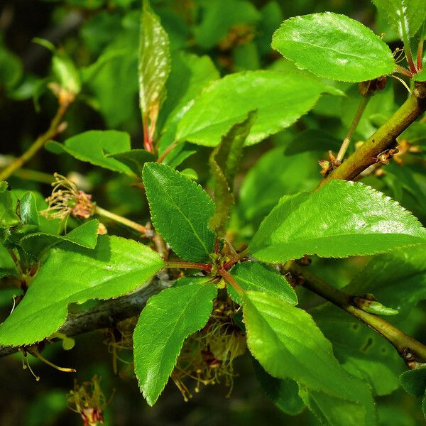 Prunus fruticosa 叶