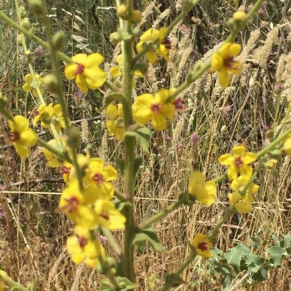 Verbascum sinuatum Floare