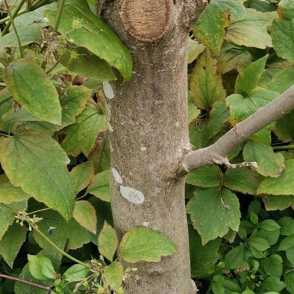 Magnolia sprengeri Azala