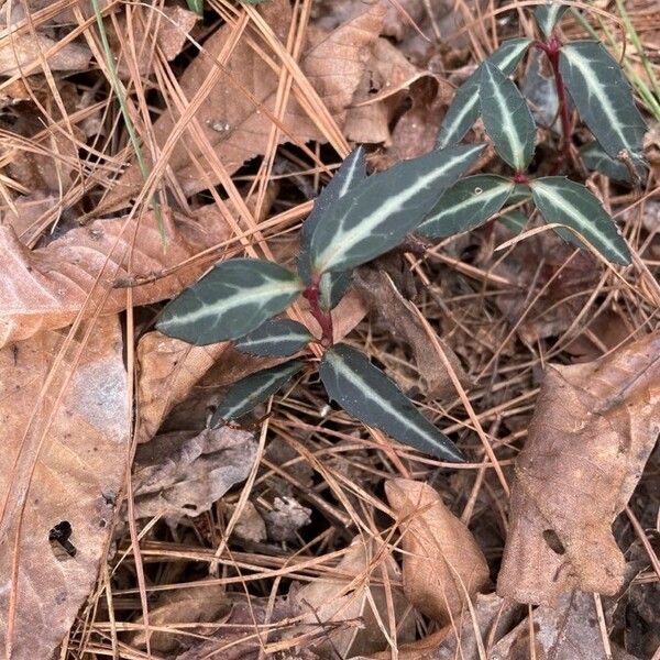 Chimaphila maculata Leaf