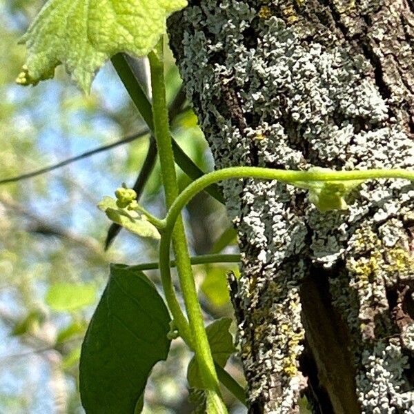 Menispermum canadense Altres