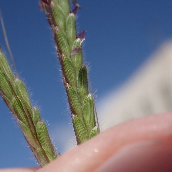 Dichanthium aristatum 花