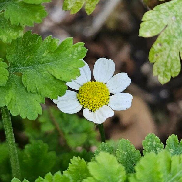 Tanacetum parthenium Кветка