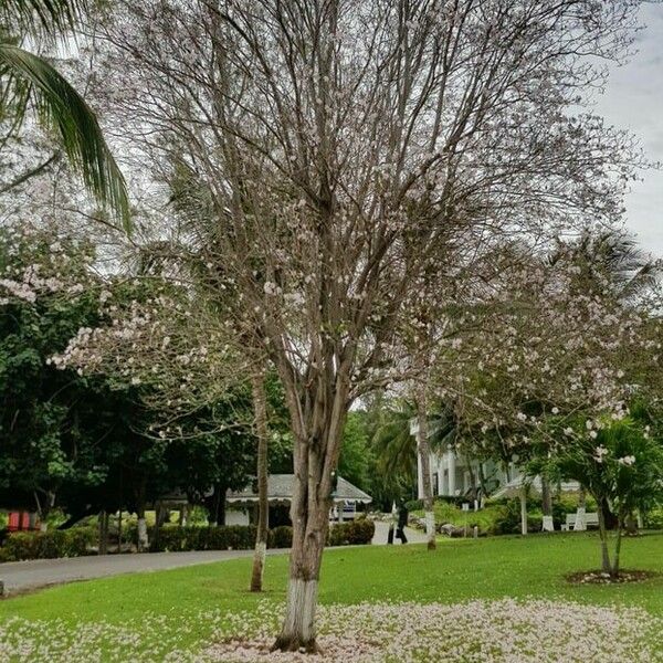 Tabebuia heterophylla Corteza