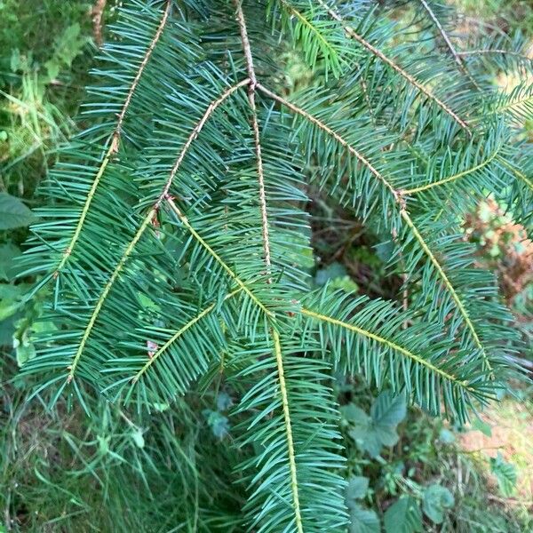 Pseudotsuga menziesii 葉