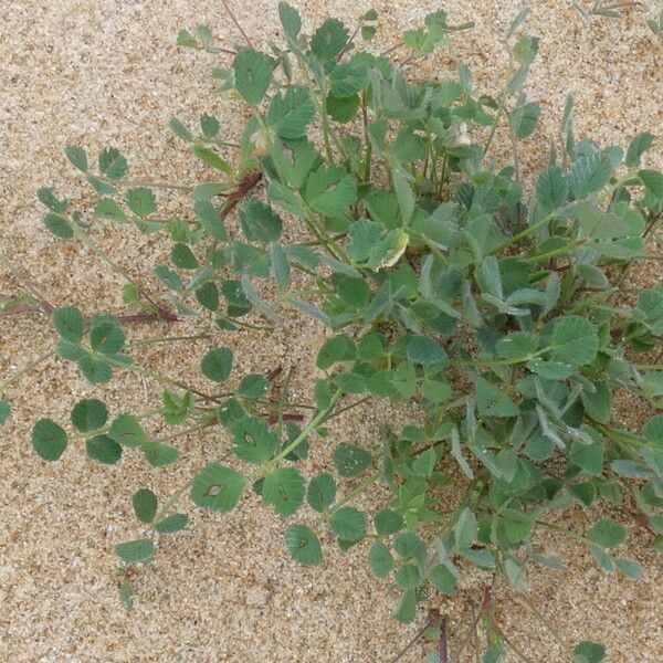 Medicago littoralis Natur