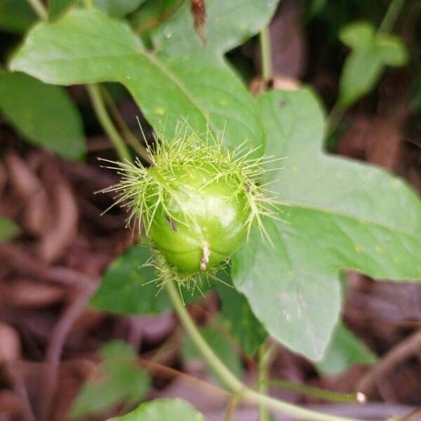 Passiflora foetida Ffrwyth