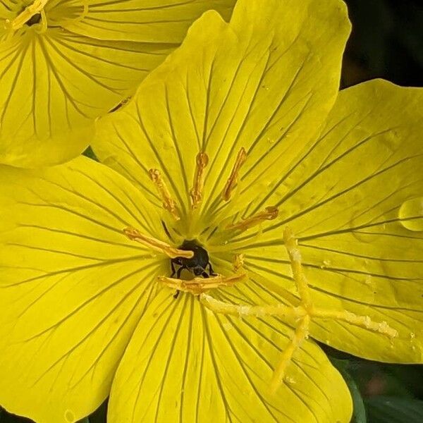 Oenothera fruticosa Квітка