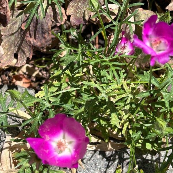 Callirhoe involucrata പുഷ്പം