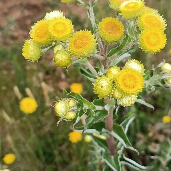 Helichrysum foetidum Lorea