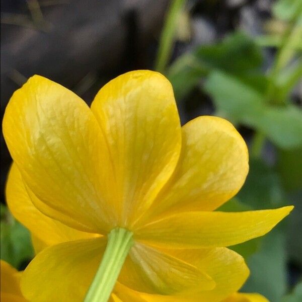 Caltha palustris Кветка