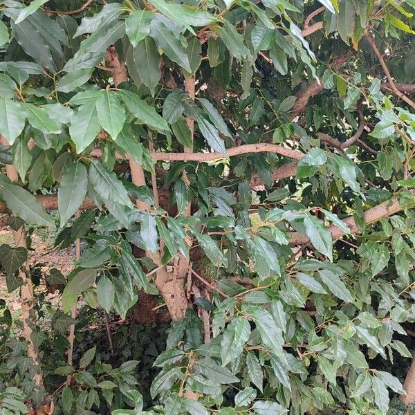 Fuchsia triphylla 整株植物