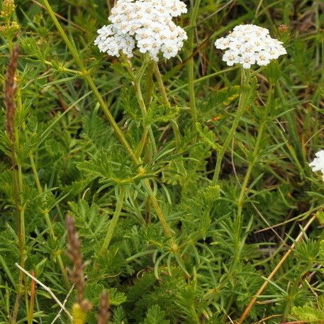 Achillea virescens Fiore