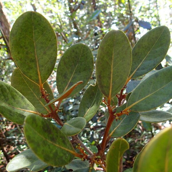 Endiandra sebertii