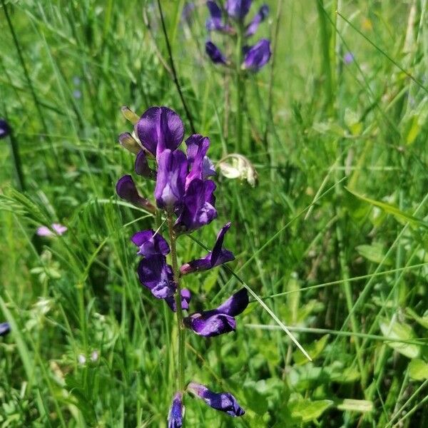 Vicia onobrychioides Кветка