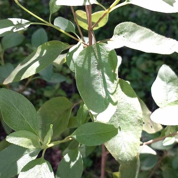 Lantana involucrata List