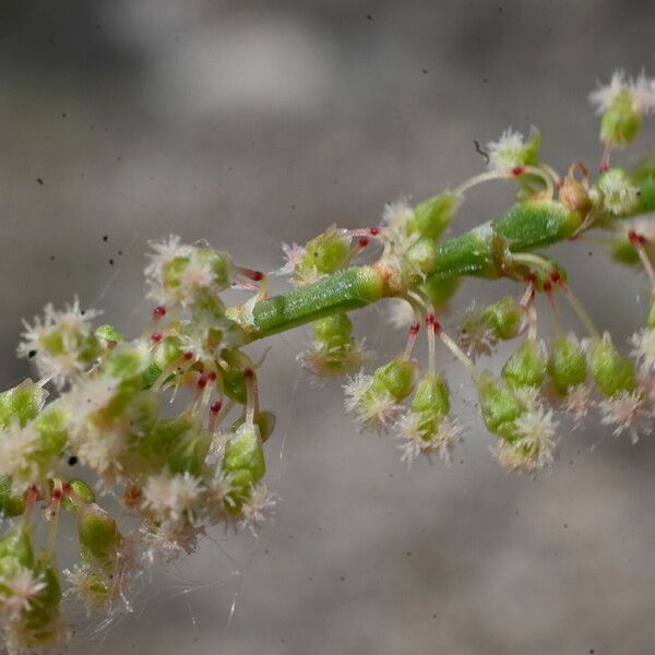 Rumex intermedius Цвят