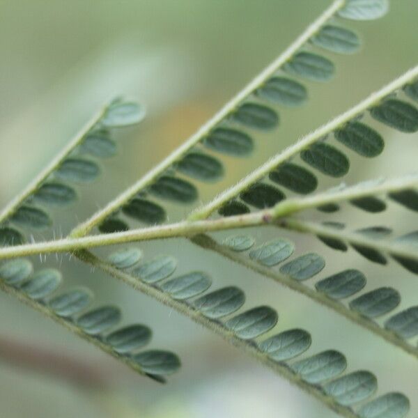 Acaciella villosa Leaf