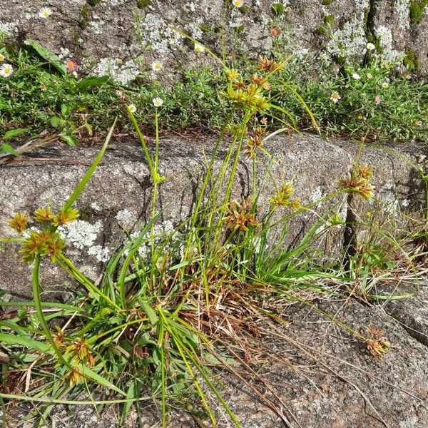 Cyperus eragrostis Celota