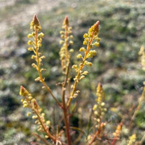 Reseda stricta ফুল