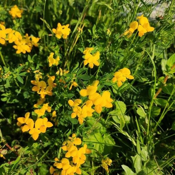 Lotus corniculatus Flower