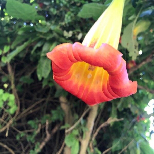 Brugmansia sanguinea Virág